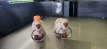 Capybara Meme