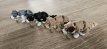 Hond Wit Zwart