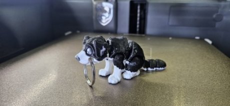 Hond Wit Zwart