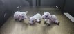 Schaap